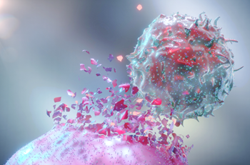 T Cell